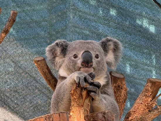 入場チケット】ワイルドライフ・シドニー(Wild Life Sydney