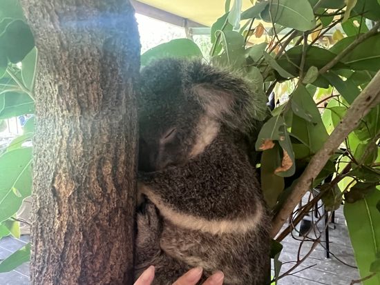 ハートリーズ・クロコダイル・アドベンチャーズ入園チケット コアラと