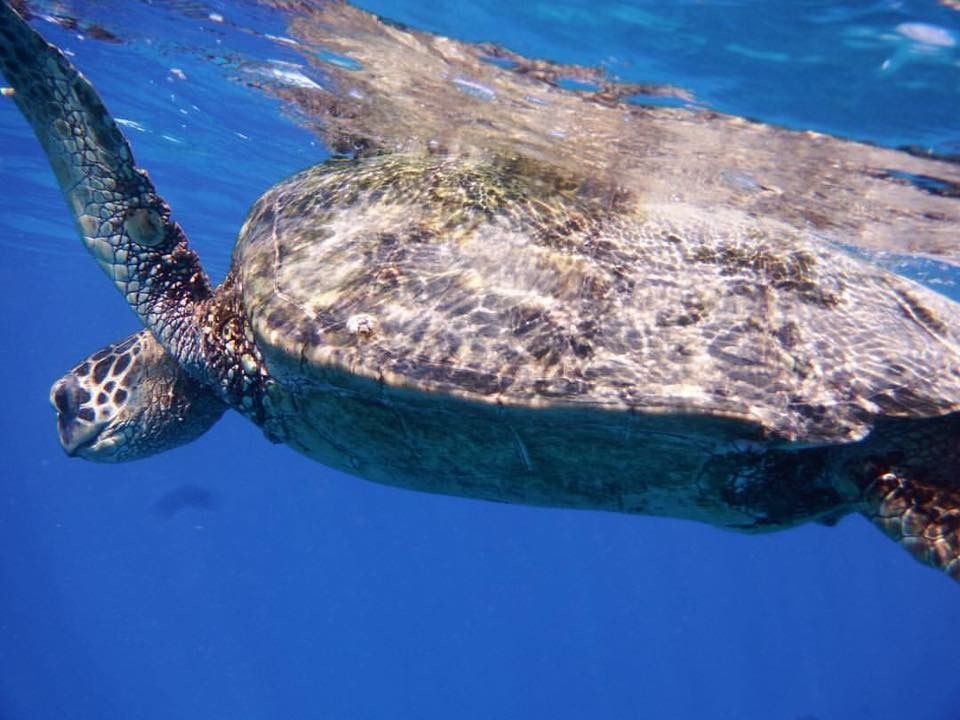 All Reviews) Page 199) Waikiki Boat & Sailing Cruises
