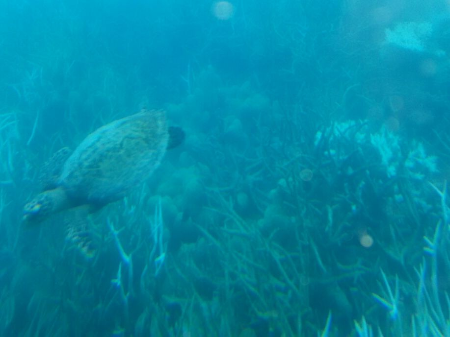 世界遺産アウターリーフ 水中バイク スキューバ・ドゥー 安全＆簡単