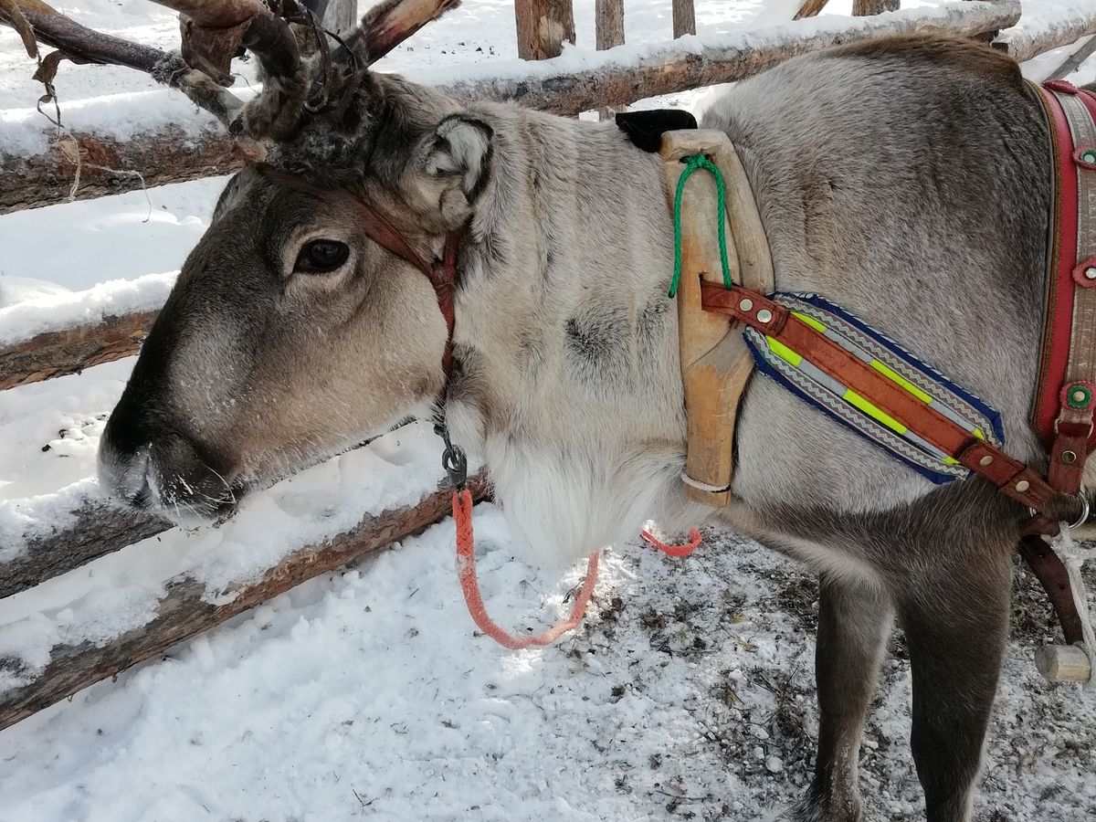 トナカイぞり＆餌やり体験付き！トナカイファーム訪問ツアー＜12～3月