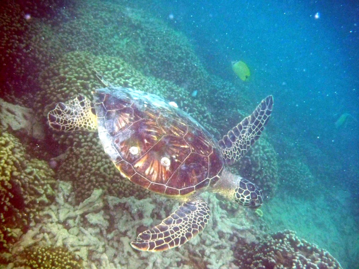All Reviews) Page 408) Top Oahu Sights & Attractions, Oahu