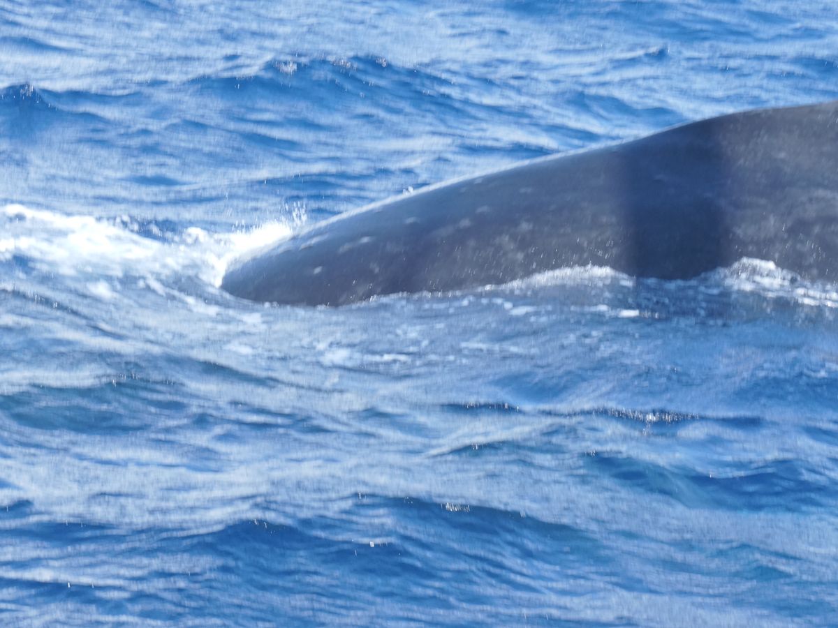 All Reviews) Page 59) Marine Life Tours & Cruises, Oahu