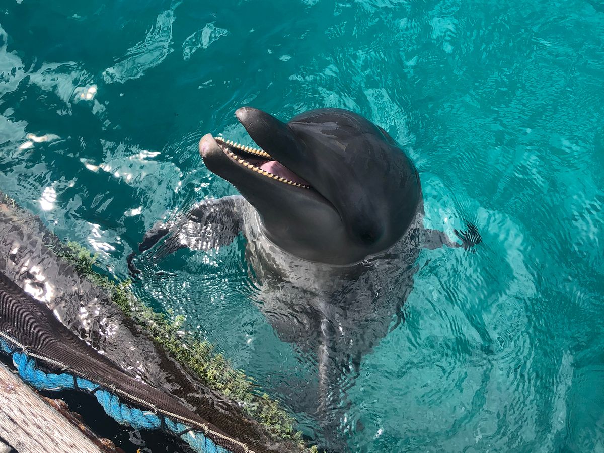 【正規品オラクルカード】美しく幻想的なイルカのデッキ✨ドルフィンハートオラクル 12冊まとめ売りWEB・マーケ・デザイン制作関連 参考書