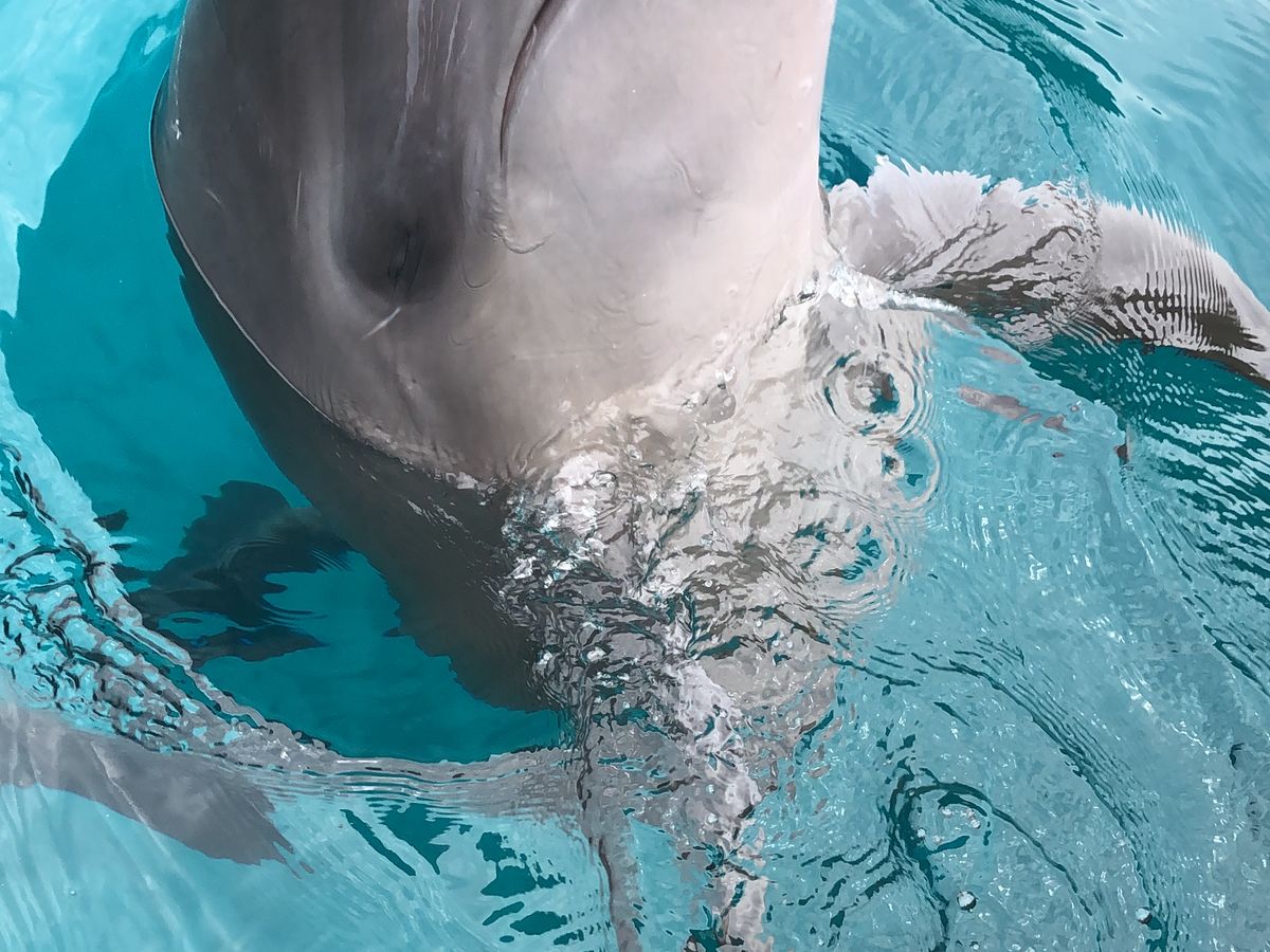 美しく幻想的なイルカのデッキ✨ドルフィンハートオラクル 正規品