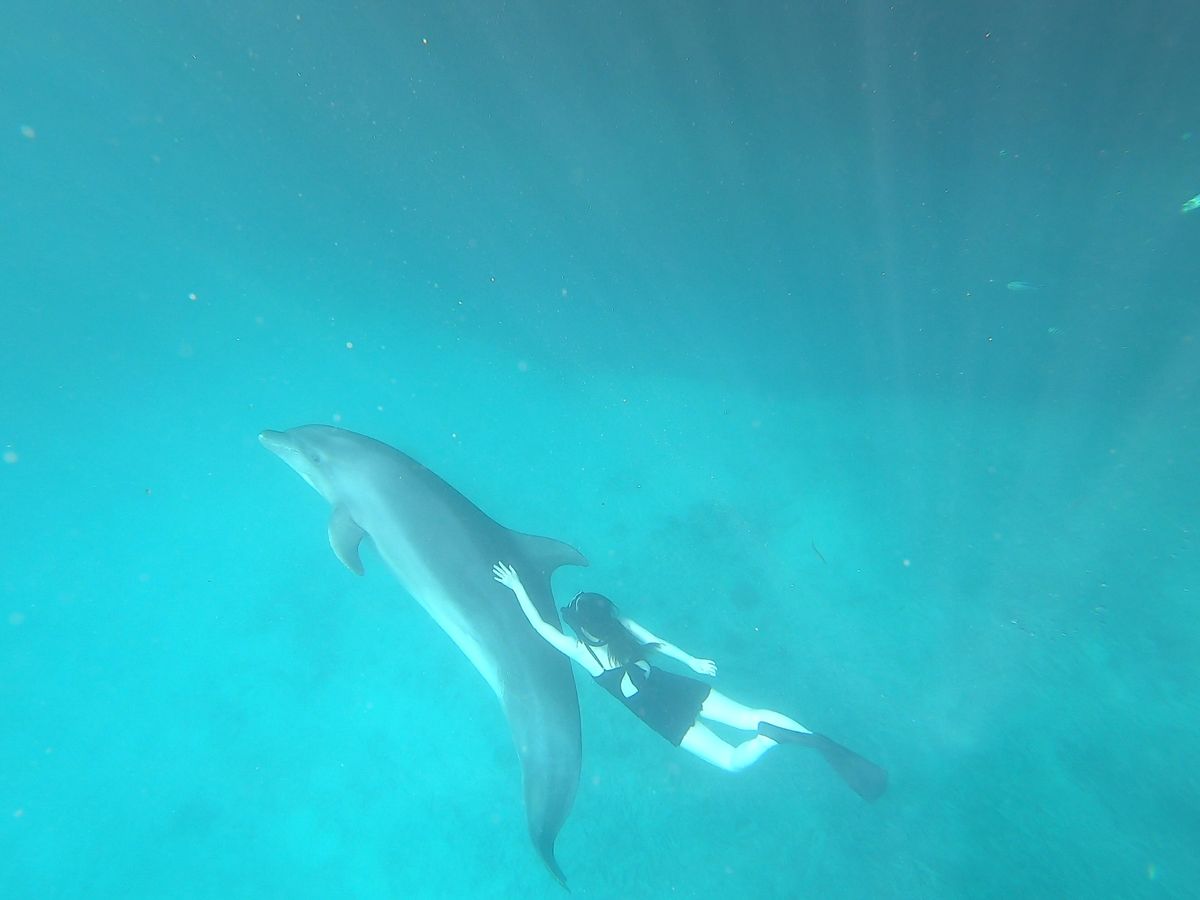 【正規品オラクルカード】美しく幻想的なイルカのデッキ✨ドルフィンハートオラクル 12冊まとめ売りWEB・マーケ・デザイン制作関連 参考書