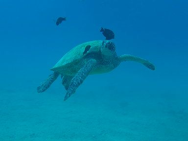 ハワイ水中スクーター 泳げなくてもOK！シーボブで海底散歩