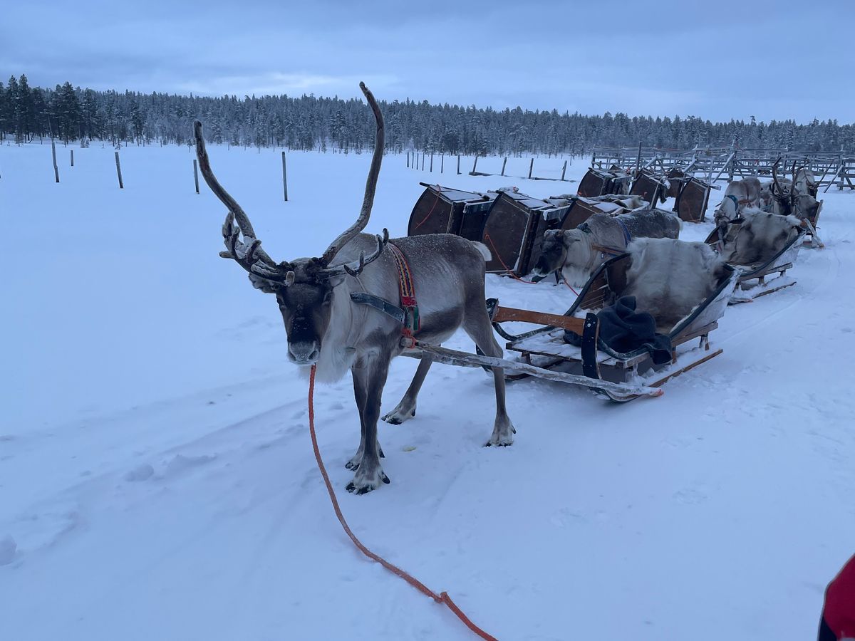 トナカイぞり体験ツアー 幻想的な冬の森をのんびり散策 温かい飲み物