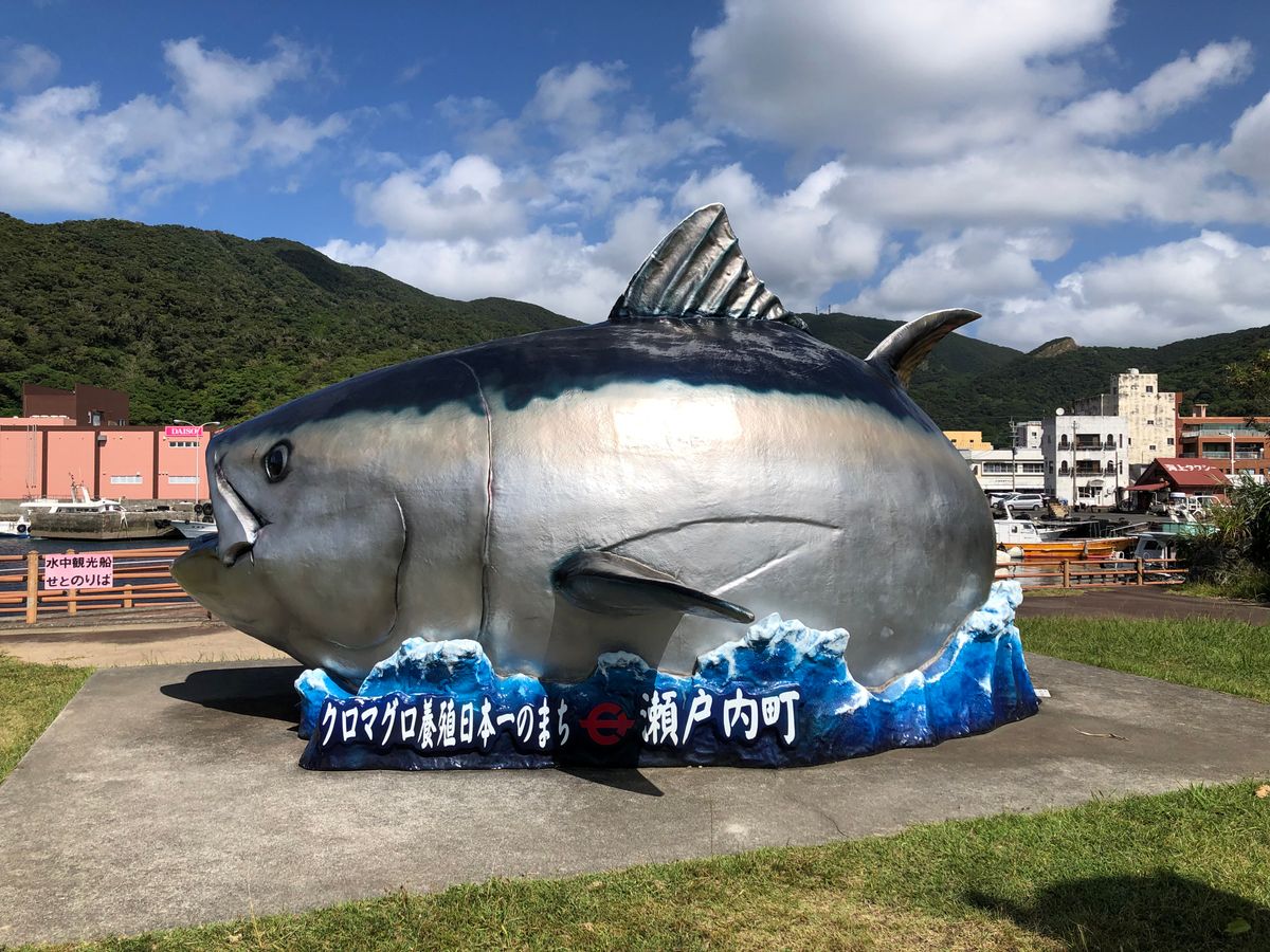 水中観光船「マリンビューワーせと」 半潜水船でサンゴ礁や熱帯魚を