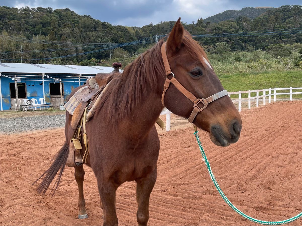 乗馬 | 佐世保・平戸・松浦 旅行の観光・オプショナルツアー予約