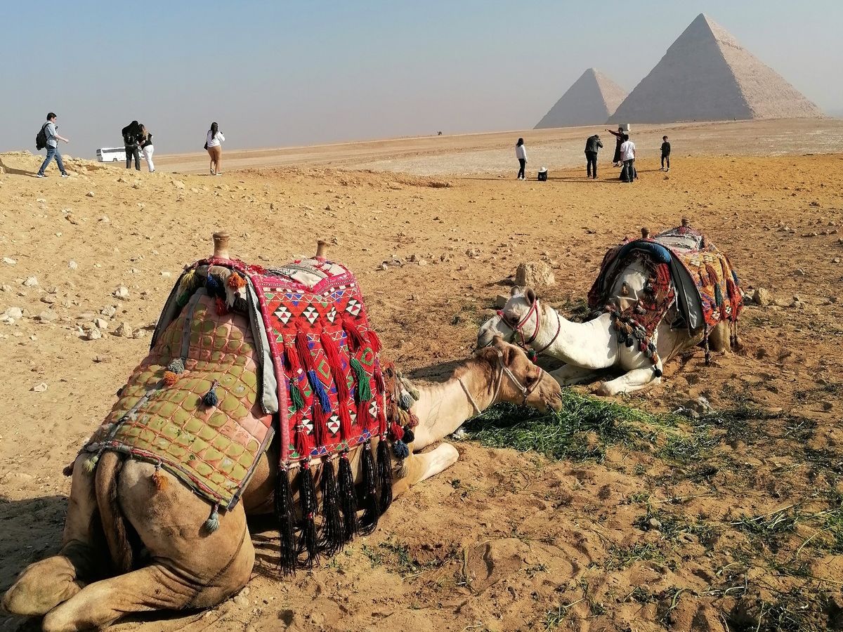エジプトのグルデンラクダ ラクダ乗り体験 | エジプト 旅行の観光・オプショナルツアー予約