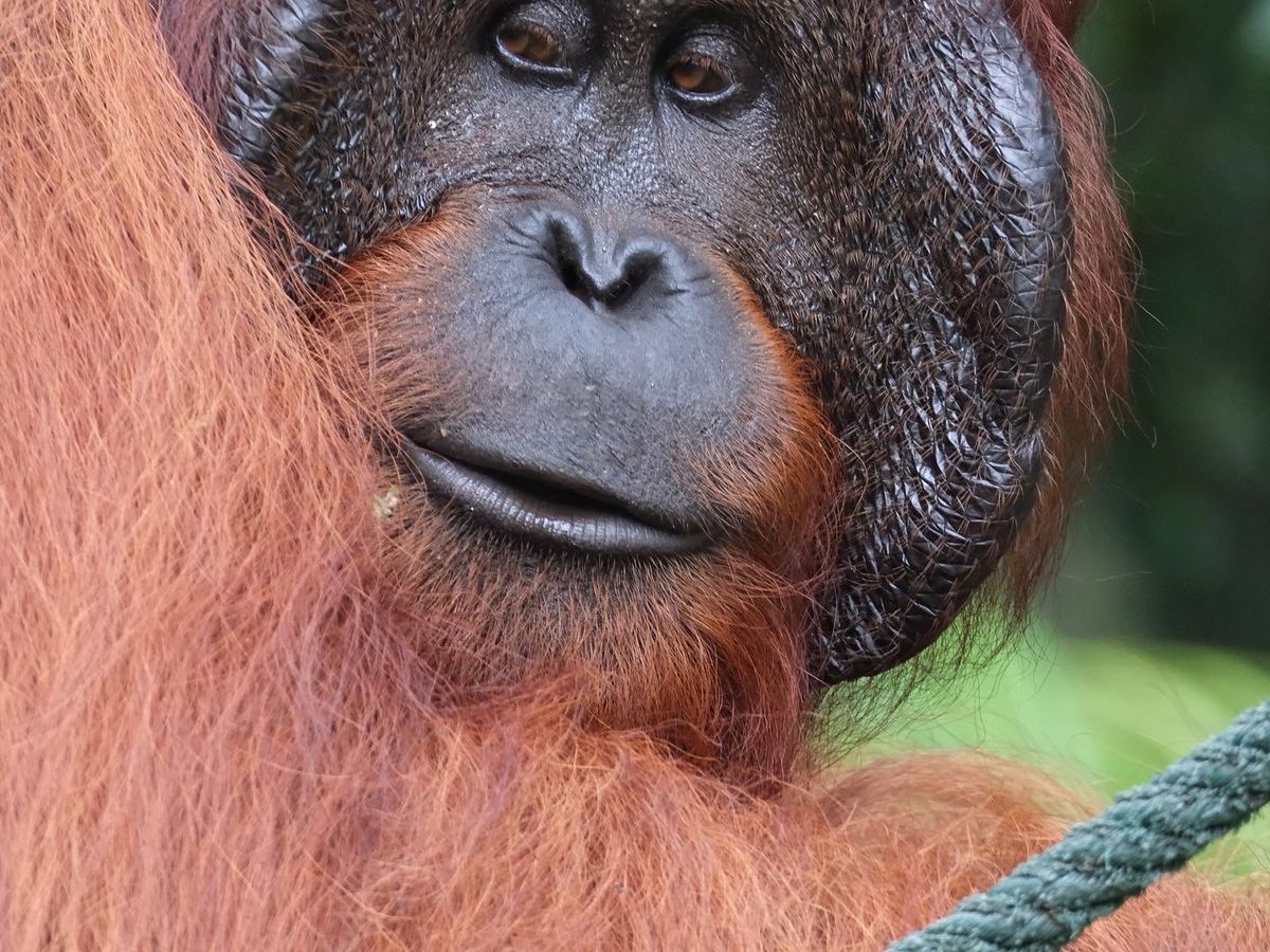 オランウータン☻ オランウータン - Wikipedia