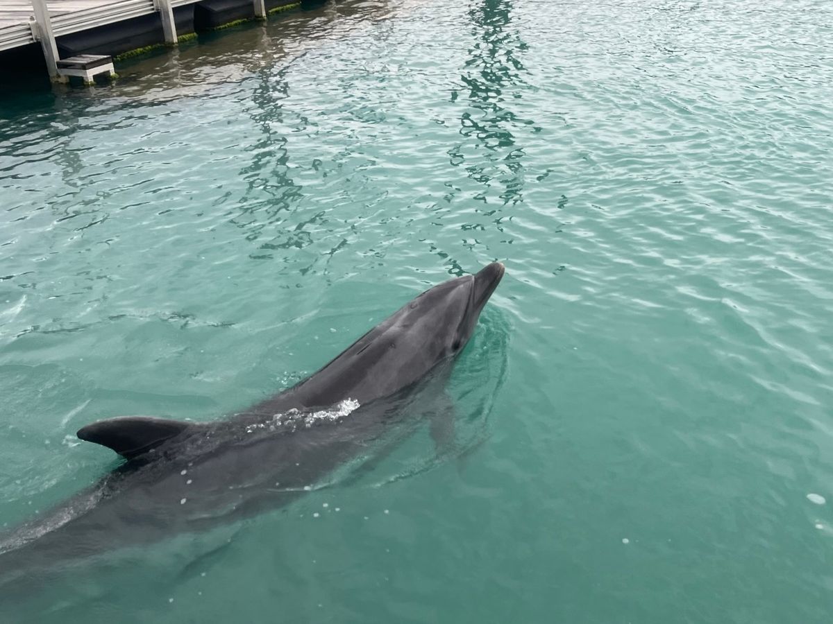 イルカふれあい体験 0歳から参加OK！イルカと遊べるドルフィンエン