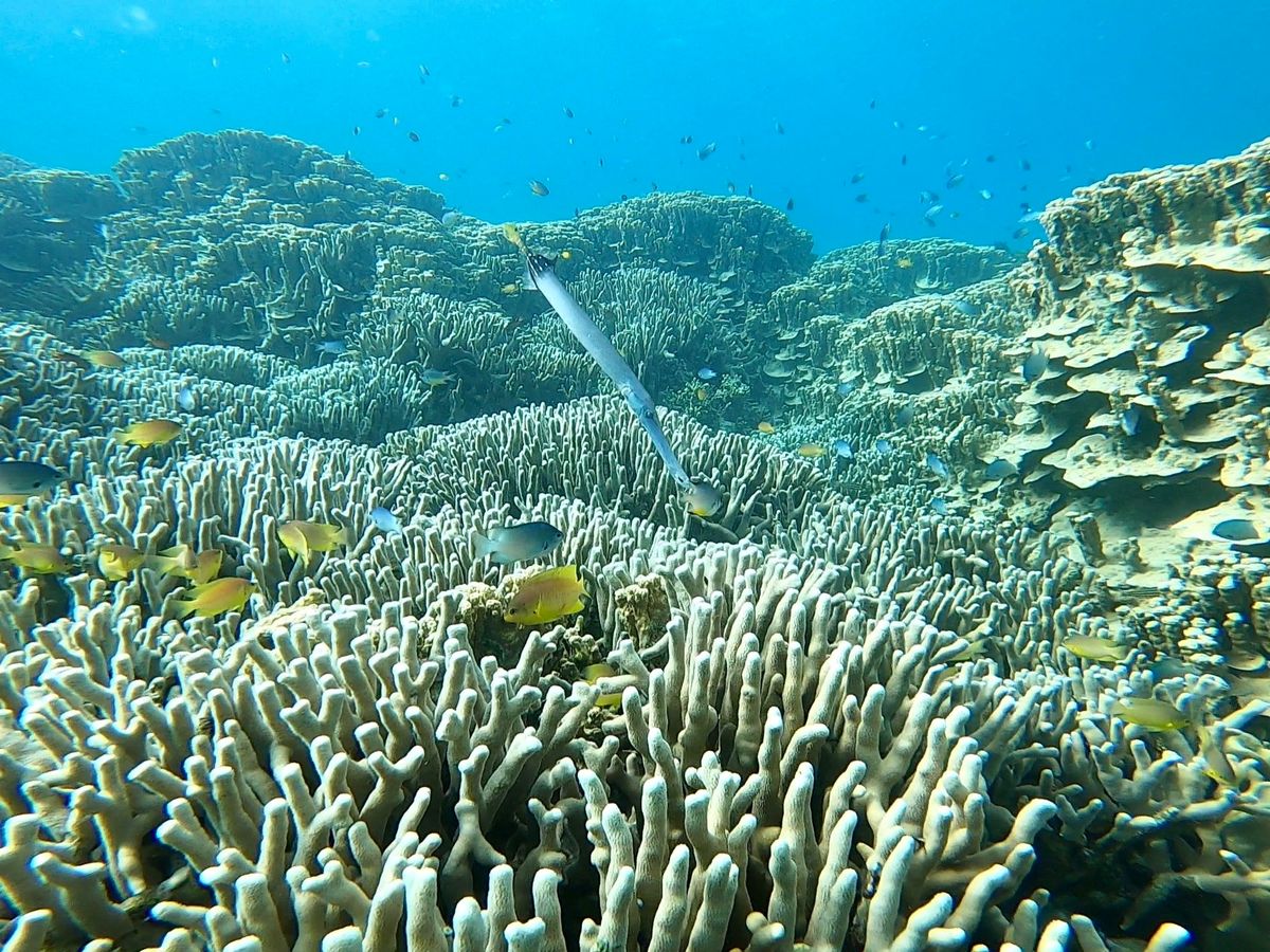 ボートシュノーケリング 4歳から参加OK！ボートに乗ってお魚の