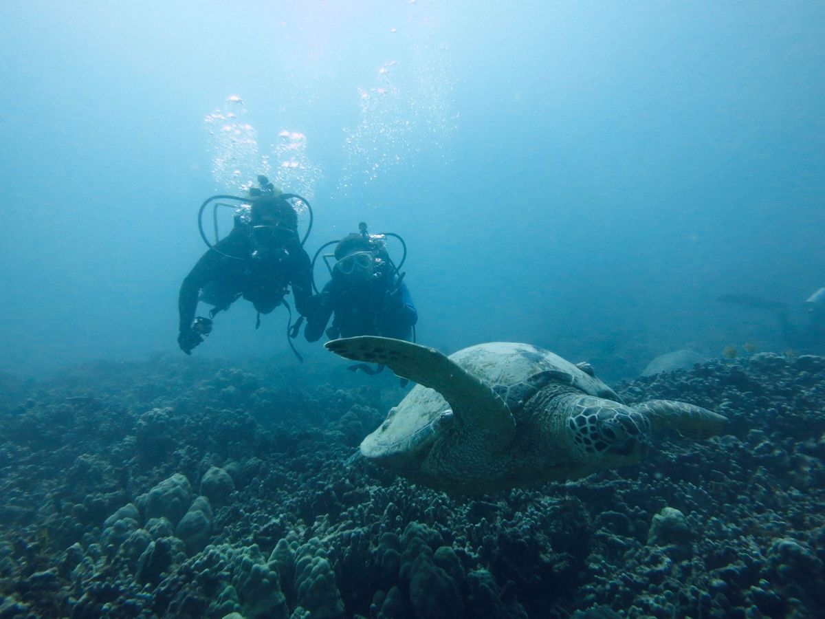 体験ダイビング ワイキキ沖 高いウミガメ遭遇率を誇る、専属の日本語