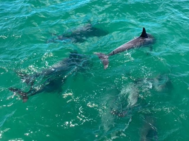 貸切専用車で行く】IECポートスティーブンス【海】エコツアー イルカと