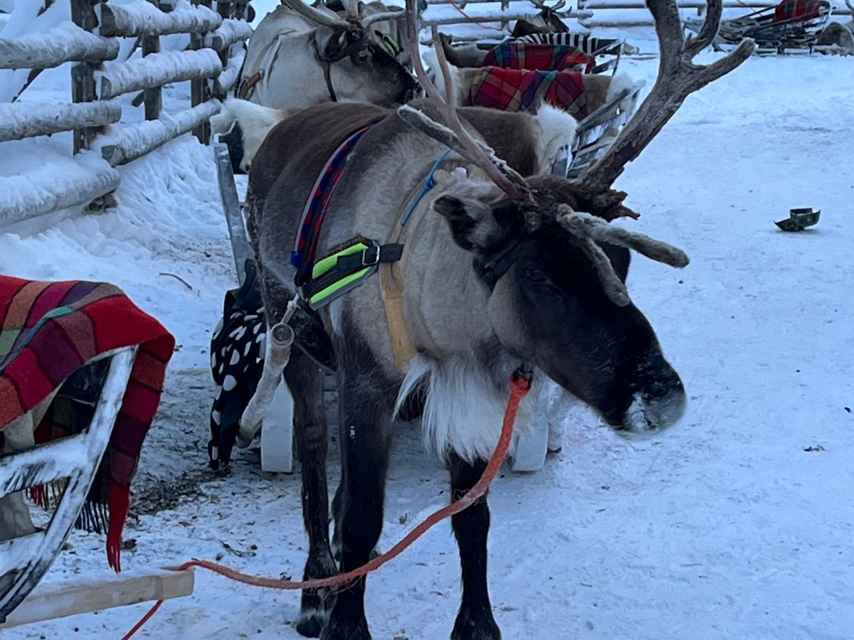トナカイぞり＆餌やり体験付き！トナカイファーム訪問ツアー＜12～3月