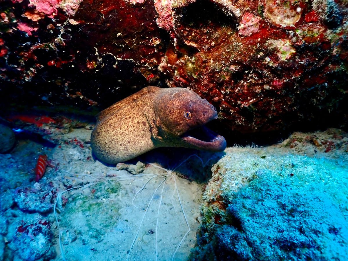 アートパネル　海　珊瑚礁　熱帯魚　グアム　ハワイ　ワイキキ　オアフ　リゾート アートパネル海珊瑚礁熱帯魚グアムハワイワイキキオアフリゾート