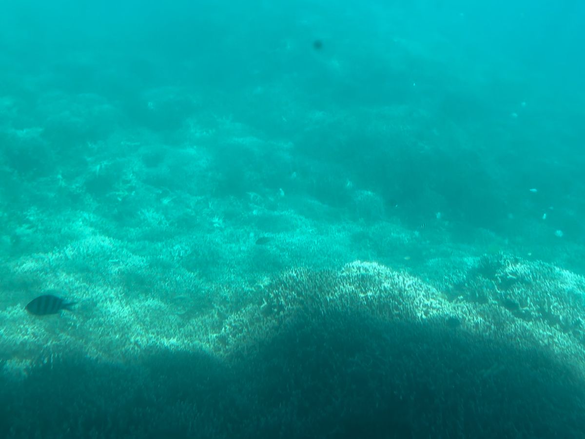 コーラルビュークルージング 濡れずに海中を探索！美しいサンゴ礁を見