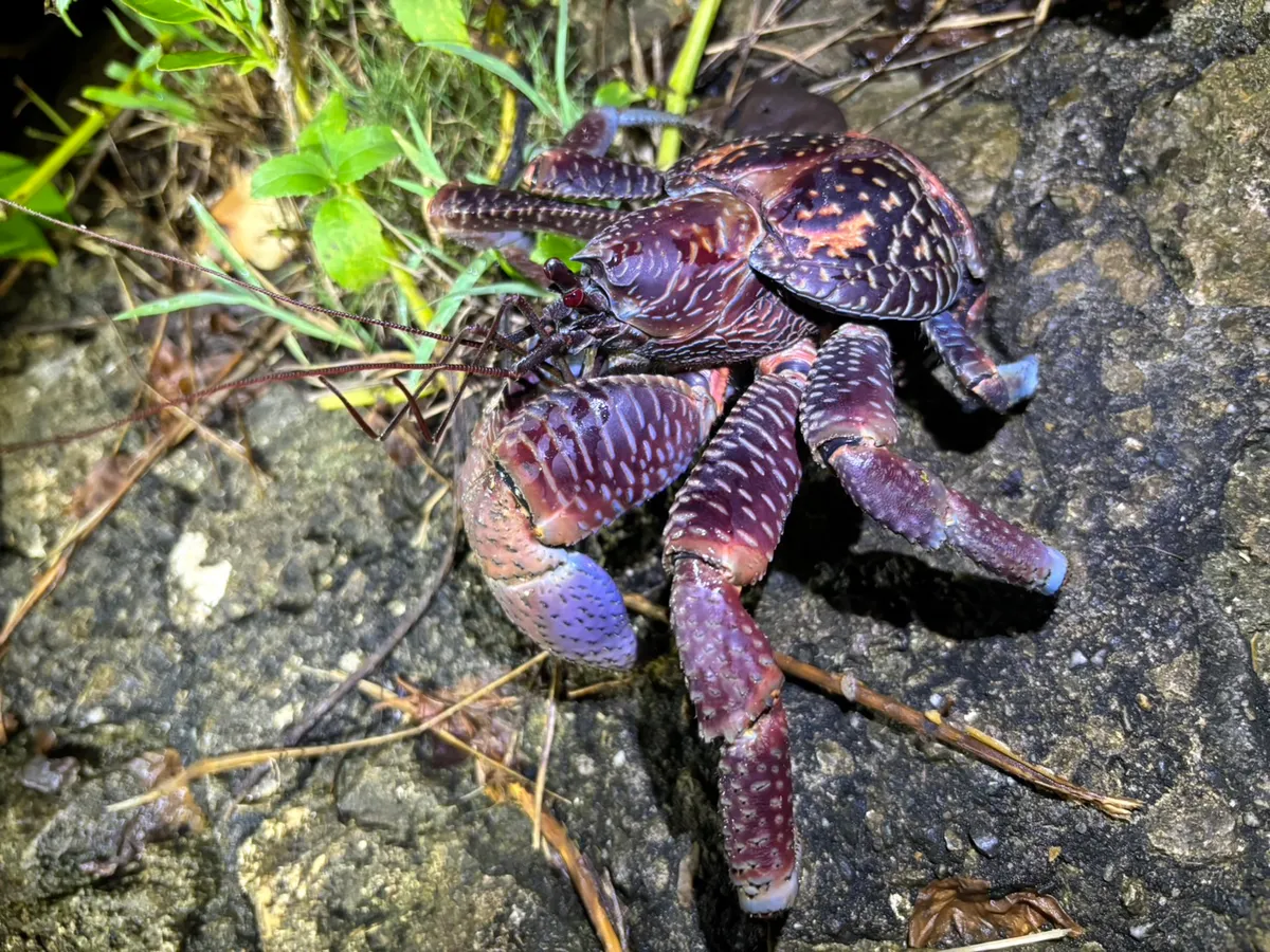 ナイトツアー ヤシガニなどの亜熱帯特有の動植物探し＋星空観賞＜宮古島＞の参加体験談 | 宮古島の観光・オプショナルツアー専門 VELTRA(ベルトラ)