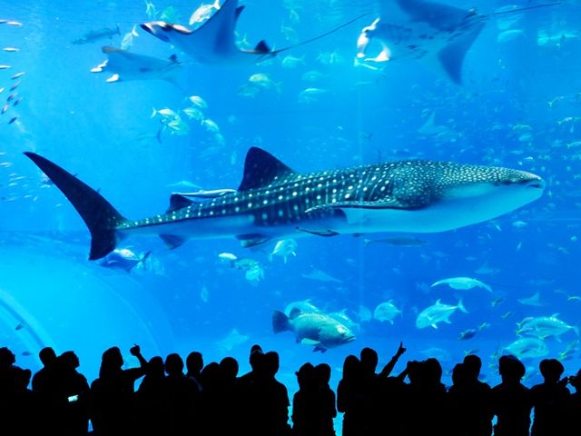 Ocean Expo Park 1Day Bus Tour !