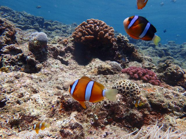 Blue Cave Snorkeling Adventure from Cape Maeda < Beach Entry >
