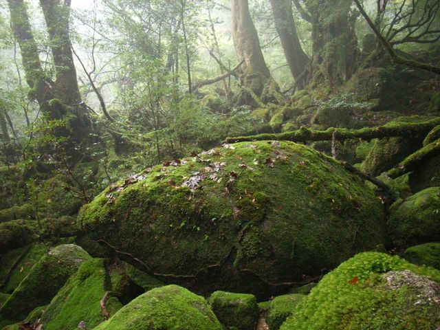 Shiratani Unsuikyo 1-day Trekking Tour (Up to Taikoiwa) ＜Lunch Included＞