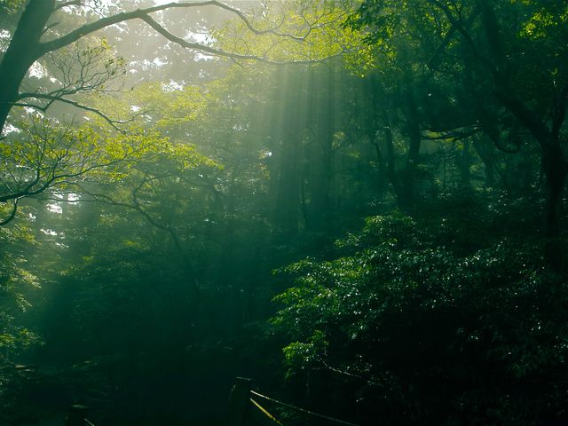 Shiratani Unsuikyo Half-Day Trekking Tour <Lunch Included>