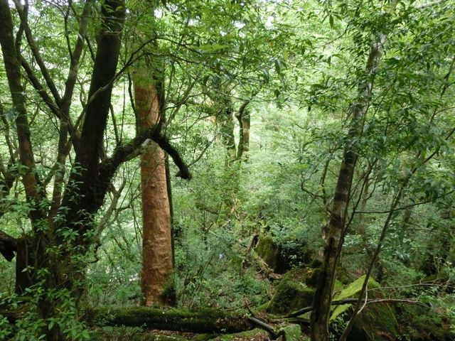 Yakusugiland Half-Day Trekking Tour <Lunch Included>