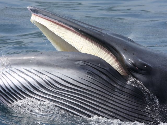 Shiretoko Rausu Whale & Bird Watching Cruise w/ Animal Commentary by the Captain