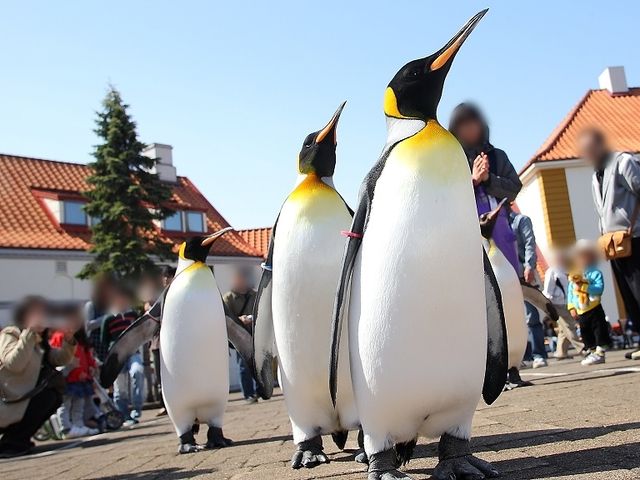 Noboribetsu Marine Park Nixe Admission Ticket