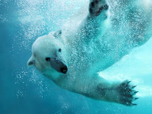 Sapporo Departure: 1-Day Bus Tour to Asahiyama Zoo & Blue Pond