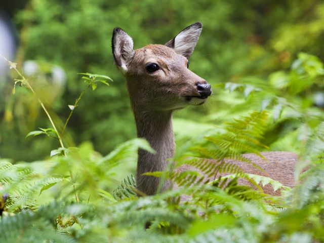 Yakushima Jomon Sugi Guided Trekking Tour with Hotel Pickup