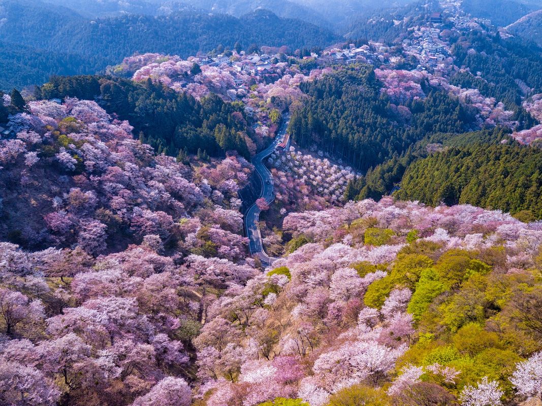 写真：貸切観光タクシー 金峰山寺・吉野神宮・吉水神社をめぐる吉野山コース＜6時間／奈良市内発＞by 服部タクシー