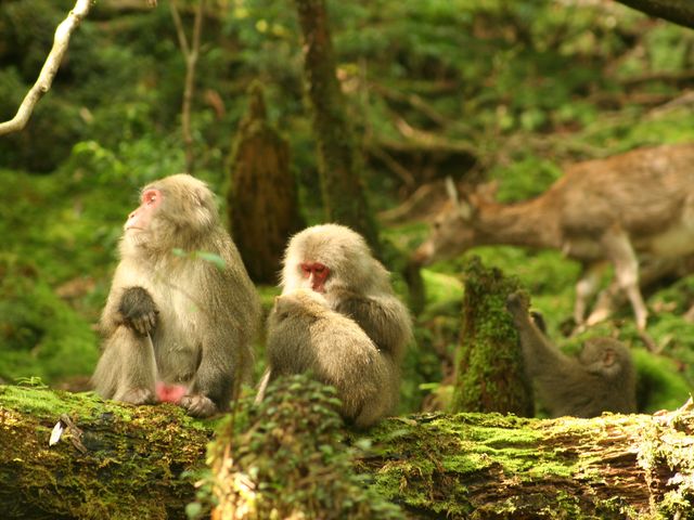 Yakushima Sightseeing One-day Bus Tour "Yakuzaru-go" with Lunch