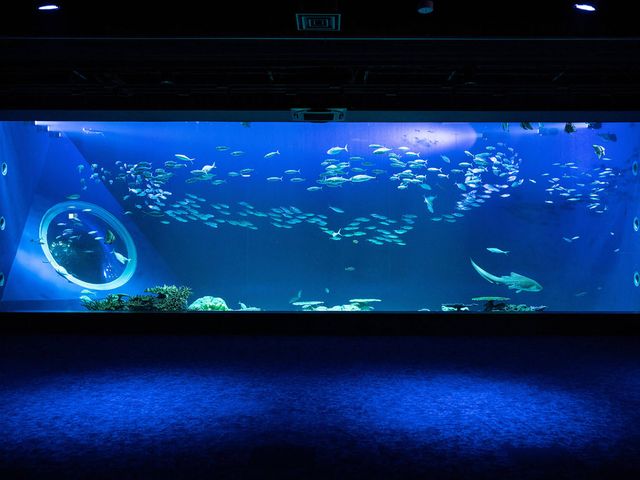 DMM Kariyushi Aquarium Admission Ticket