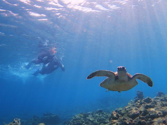 Yakushima Snorkeling Tour to Spot Sea Turtles in Issou with Free Underwater Video