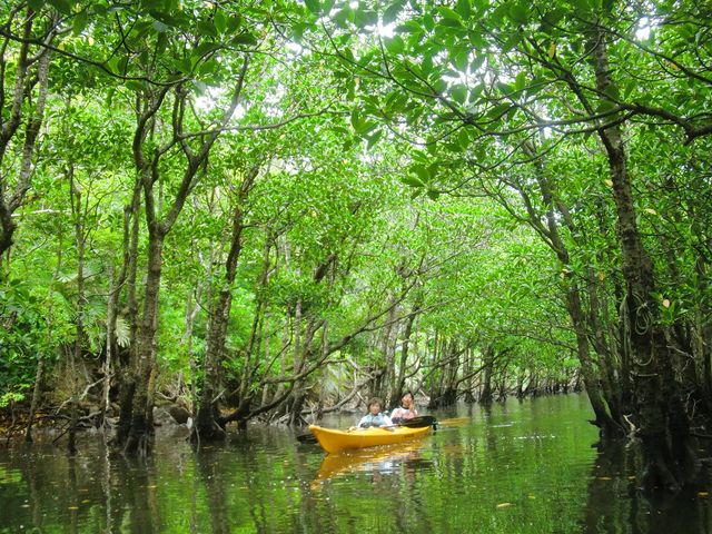 Nakama River Mangrove Kayak Tour (Afternoon)