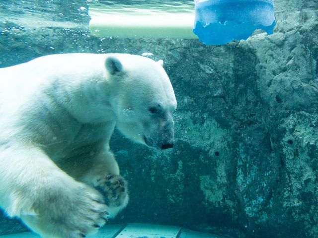 Hokkaido Summer Day Tour from Sapporo to Asahiyama Zoo, Blue Pond & Furano with/without Lunch