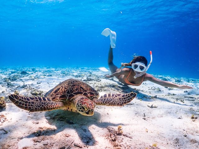 Sea Turtle Snorkel Tour: with World-Class Coral & Tropical Fish! - Miyako Island