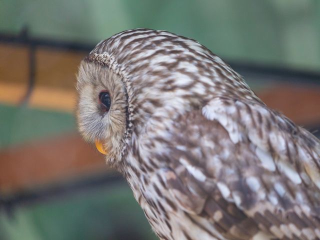 Asahiyama Zoo Day Tour from Sapporo