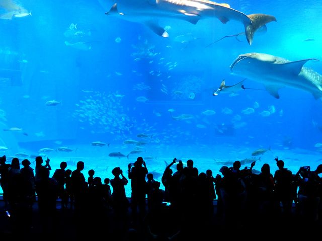 Churaumi Aquarium and Kouri Island Bus Tour with Korean Speaking Guide