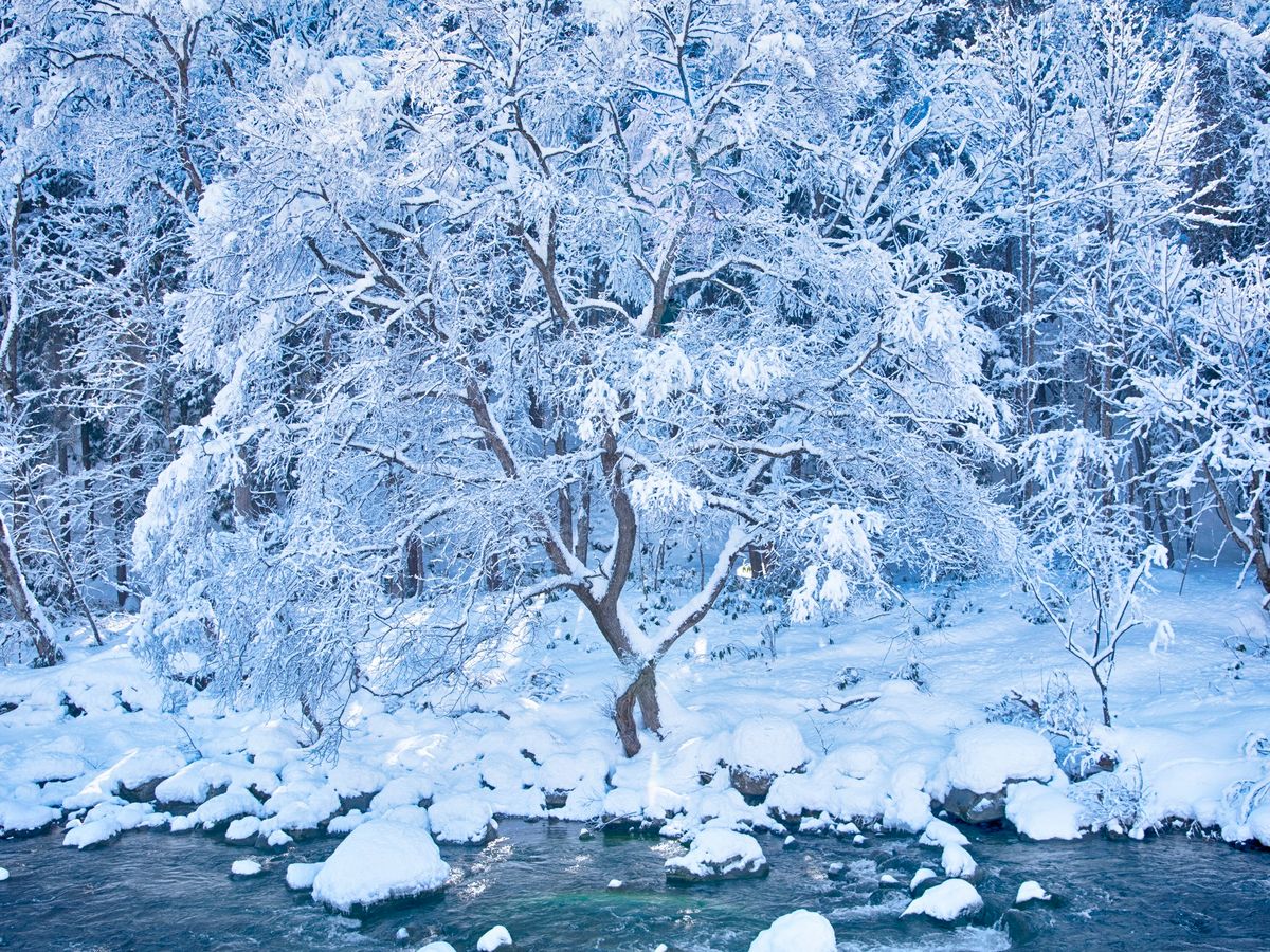 奥入瀬渓流 観光・アクセス・営業時間・基本情報ガイド - 青森県