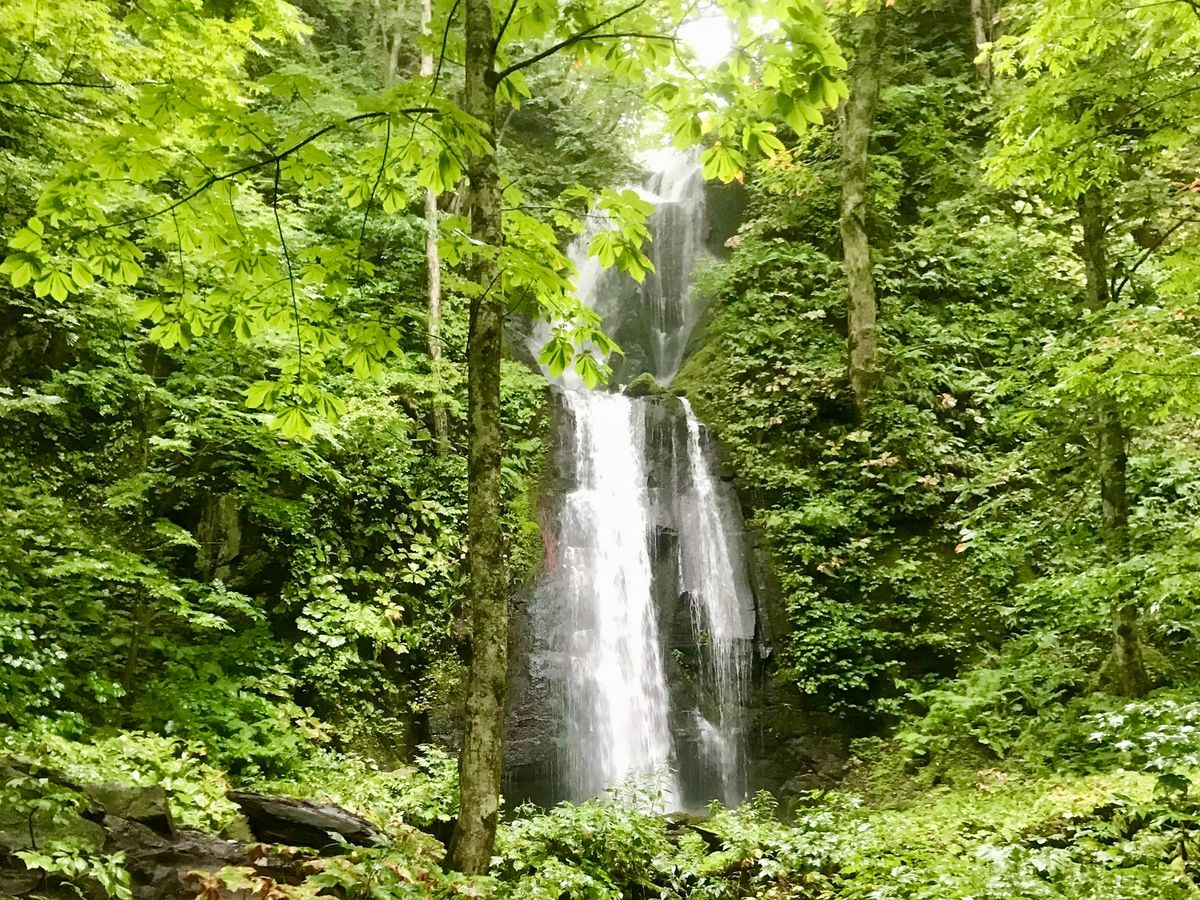 奥入瀬渓流 観光・アクセス・営業時間・基本情報ガイド - 青森県