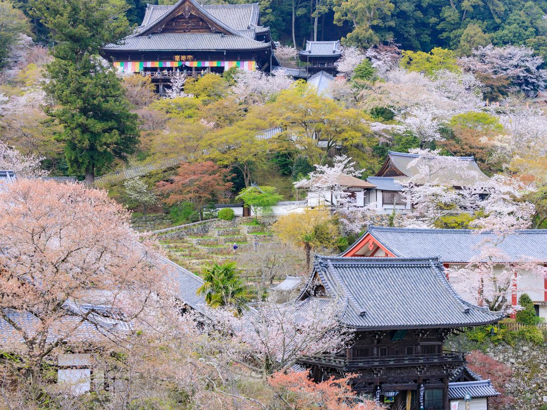 写真:奈良駅発 日帰りバスツアー 大和四寺巡礼 安倍文殊院+岡寺+室生寺+長谷寺を1日で参拝<昼食付/英語・中国語対応音声ガイドあり/JR奈良駅・近鉄奈良駅発>