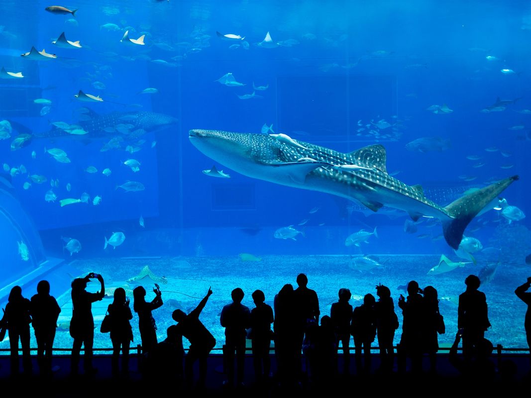 写真:美ら海とくとく5パス or 沖縄とくとく3パス 人気施設の割引入場券セット お得に旅行を楽しもう!<5日間有効>by 沖縄JTB