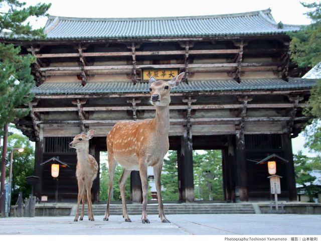 Perfect Nara Park Bus Tour with Todaiji, Kasuga Taisha & Wakasuyayama Summit