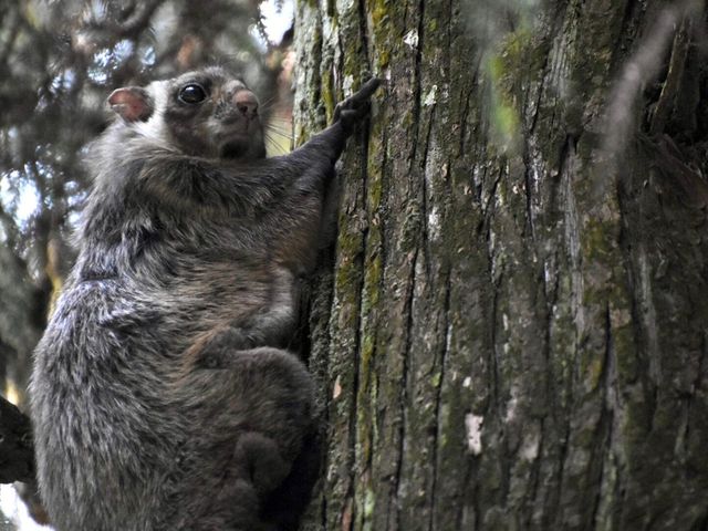 Night Hike at Mt. Takao: An Evening Adventure with Flying Squirrels and Wildlife