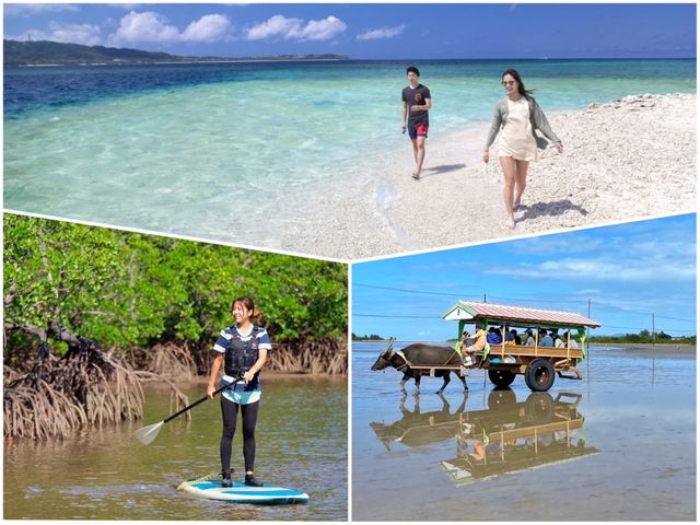 Mangrove SUP or Canoe Tour with Barasu Island Snorkeling or Yubu Island Full-Day Plan <Iriomote>