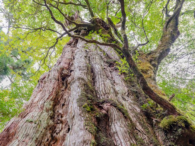 Yakushima Sightseeing Half-day Bus Tour "Yakuzaru-go" Afternoon Course